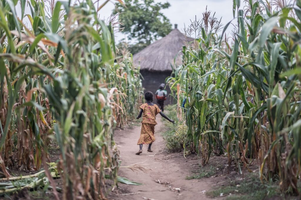 Jente som løper mellom maisplanter i flyktningbosettingen Bidibidi, Uganda