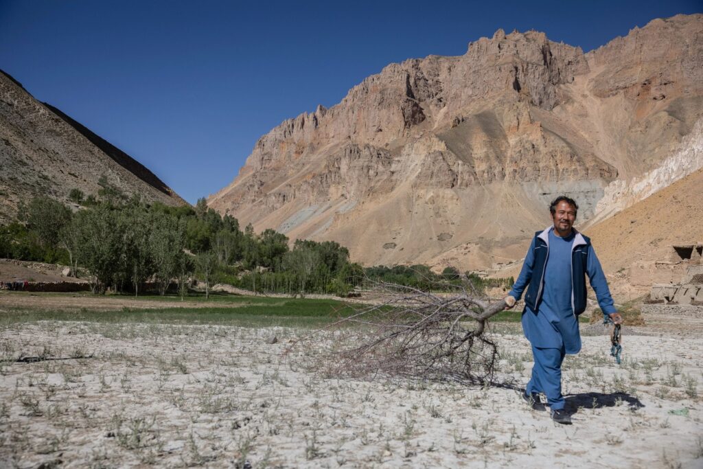 Afghan man drags a dead tree behind him