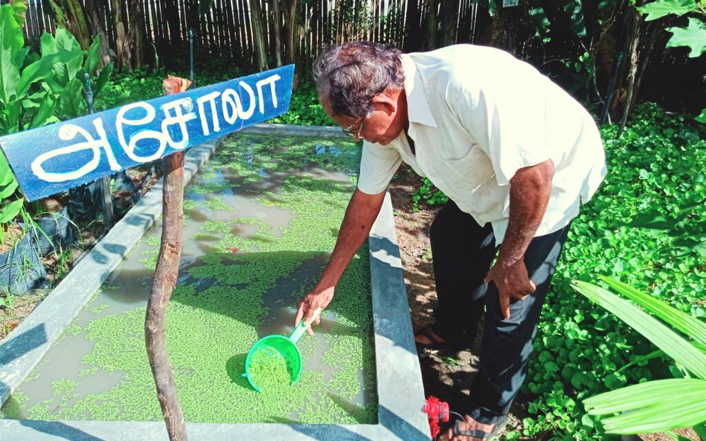 Eldre mann dyrker vannlinser på Sri Lanka