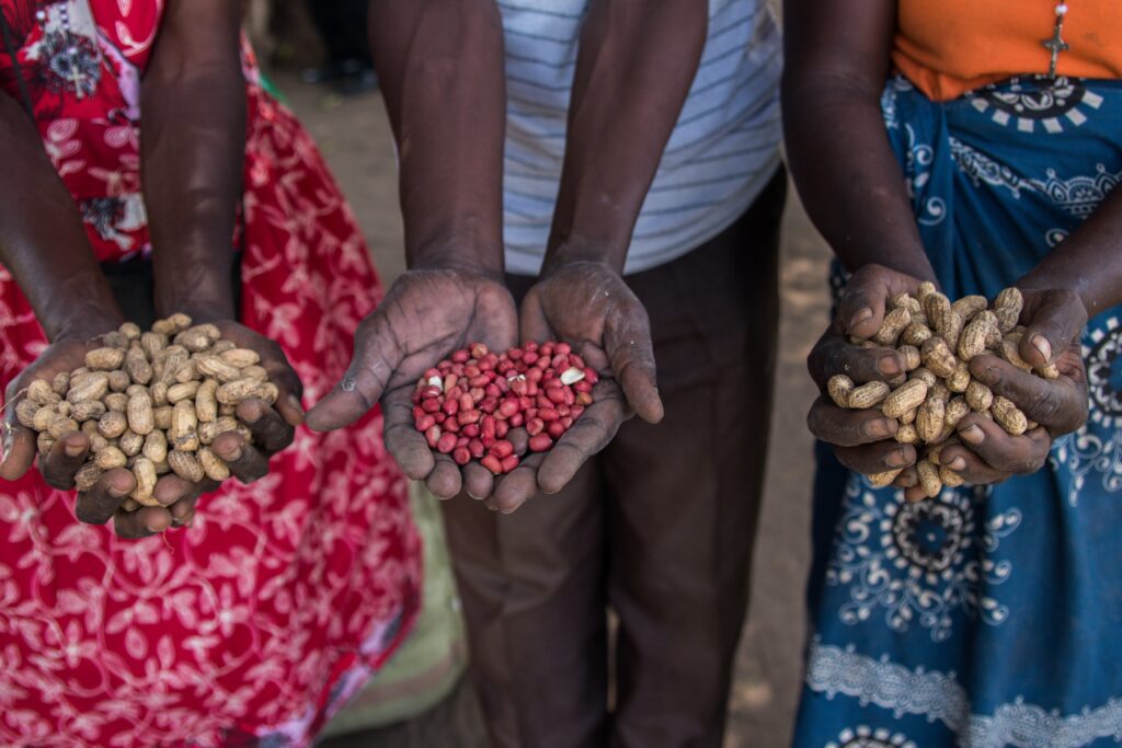To kvinner og en mann holder rundt peanøtter de har dyrket selv
