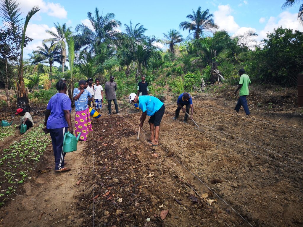 En gruppe kongolesiske småbønder jobber og vanner åkeren sin.