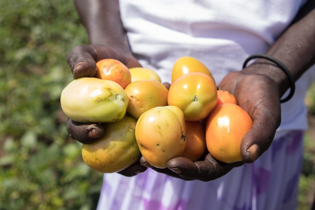 Kvinnelig småbonde i Uganda viser frem tomater hun har dyrket