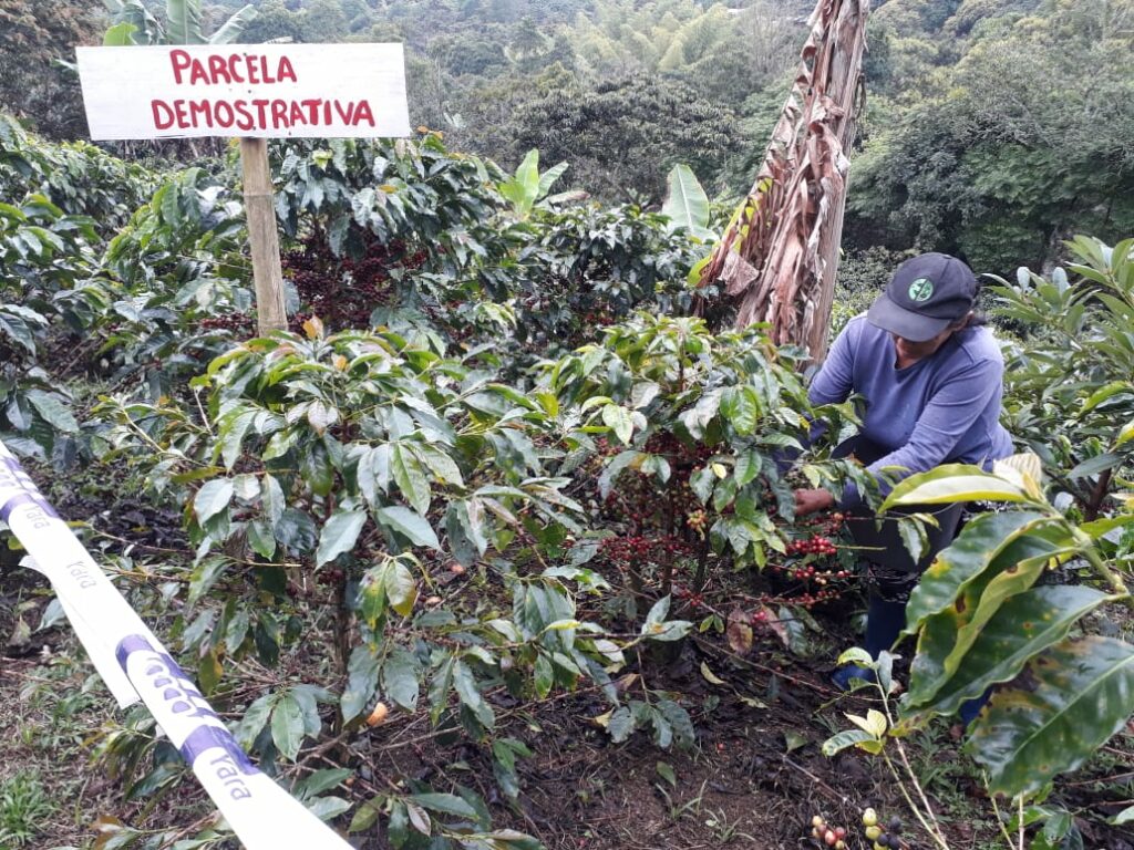 Kaffebonde i Colombia inspiserer avlingen sin.