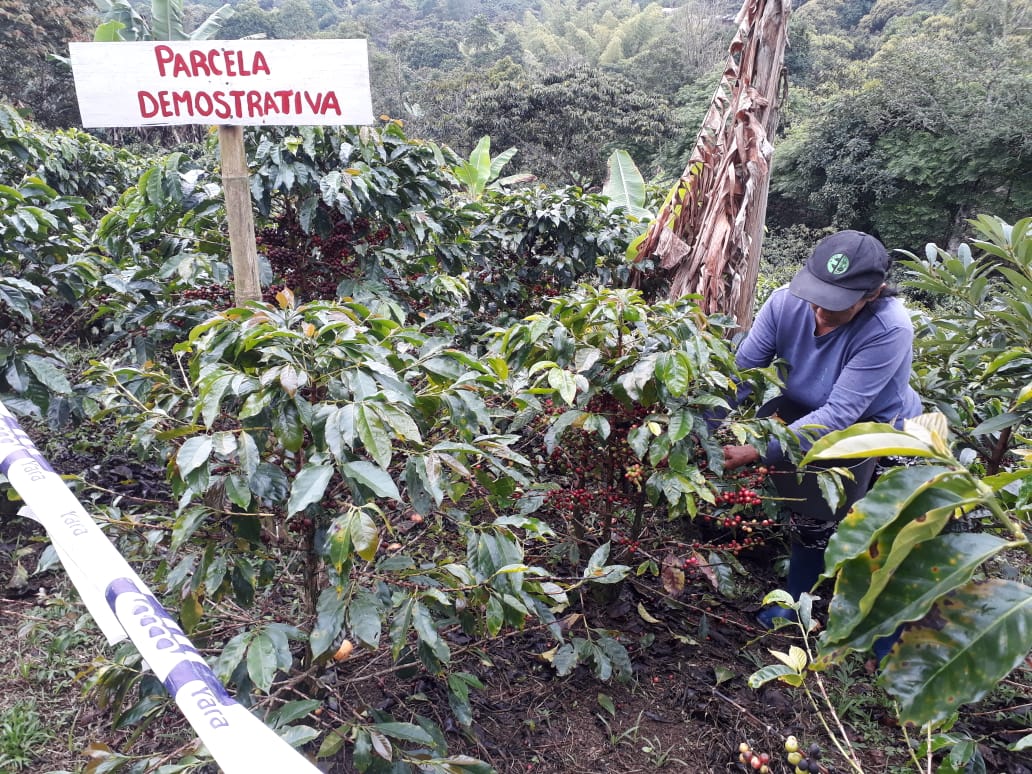 Coffee farmer in Colombia inspects his crop.