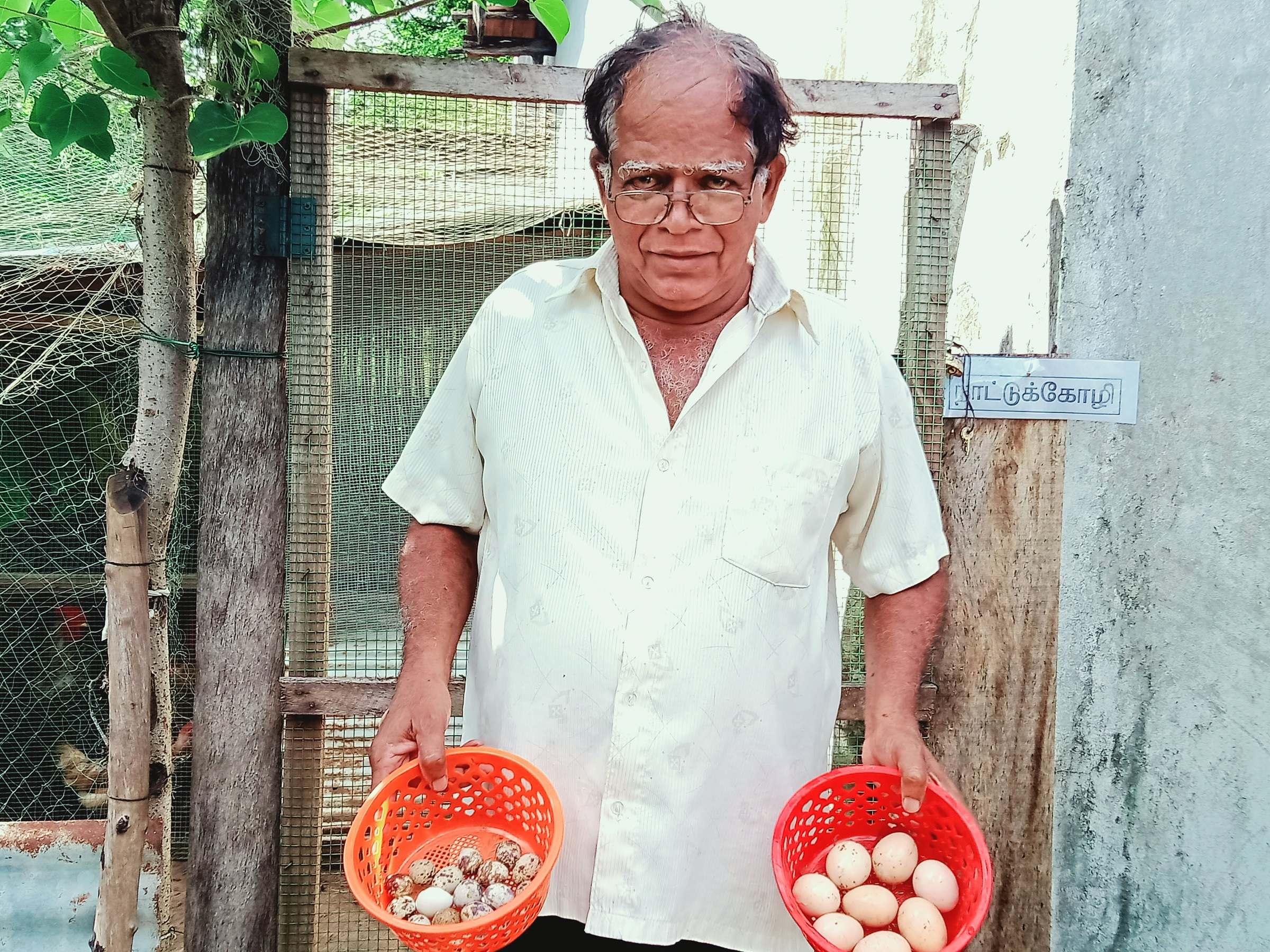 An elderly man in Sri Lanka shows different eggs in two plastic bowls.