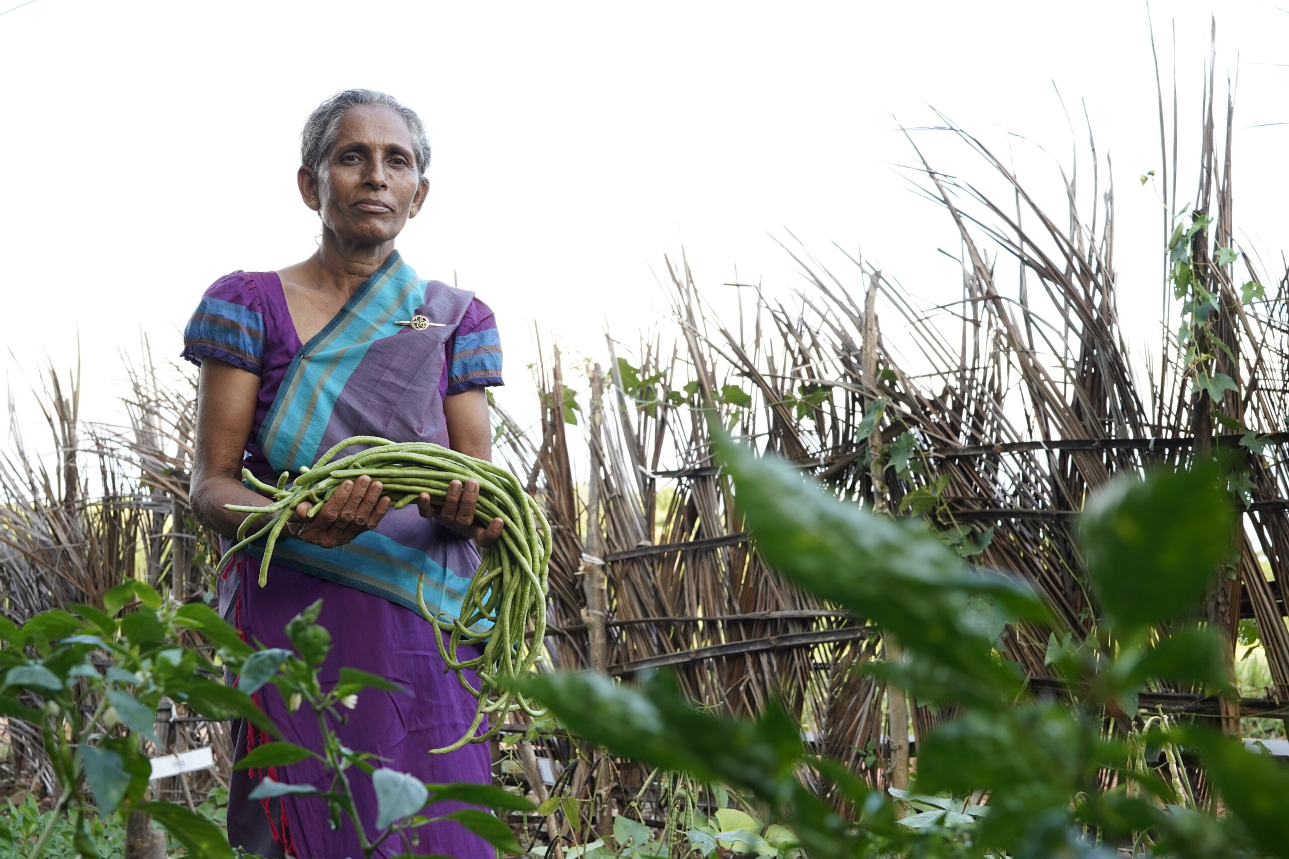 Kvinnelig småbonde på Sri Lanka