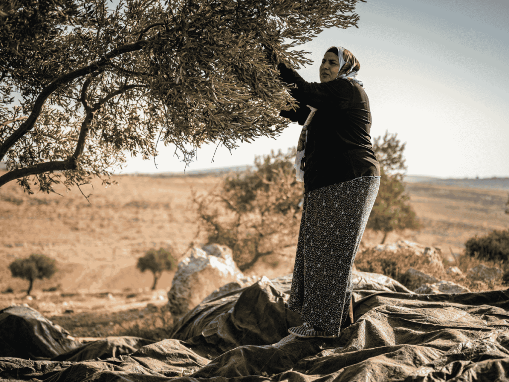 Sabha Odel høster oliven på gården sin i Taybeh