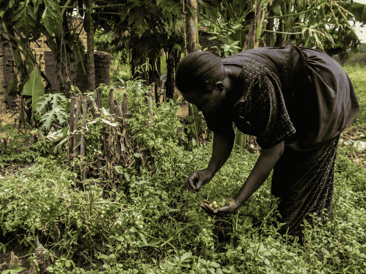 Namande Alice harvests vegetables from her own garden in Uganda.