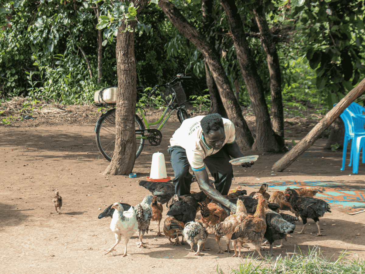 Ochora Daniel fra Uganda mater hønene sine. Han deltar i Caritas-prosjektet mat, inntekt og levebrød.