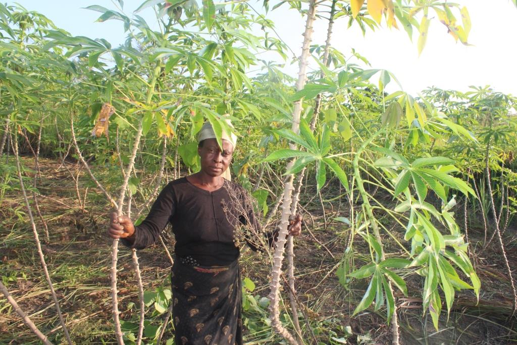 Kitenge Muke Mwendo står i åkeren sin med kassavastiklinger 