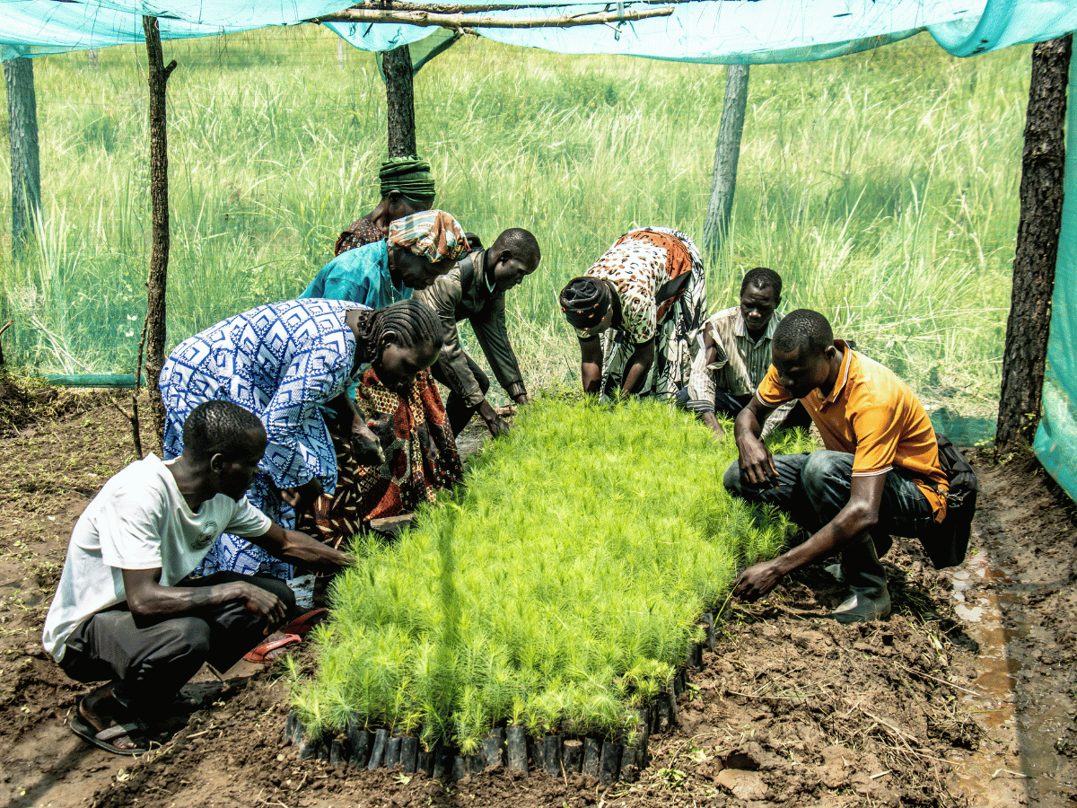 Members of a local farming group in Uganda study the shoots of the trees they have planted